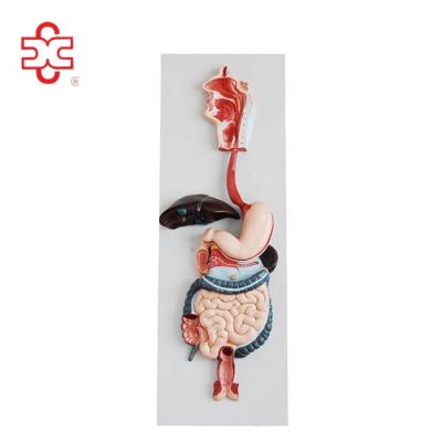 China Plastic Medical School Bilological Human Intestine Parts Digestive System for sale