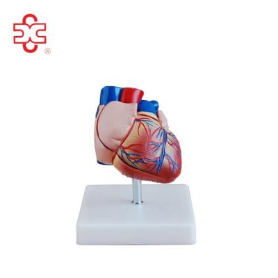 China Plastic Heart Anatomy Model XC-307B for sale