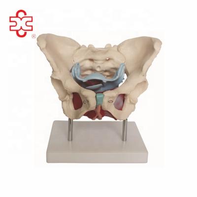 China Biology Female Pelvis Anatomy Model for sale