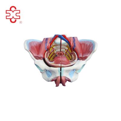 China School teaching female internal genitalia 3d model for sale