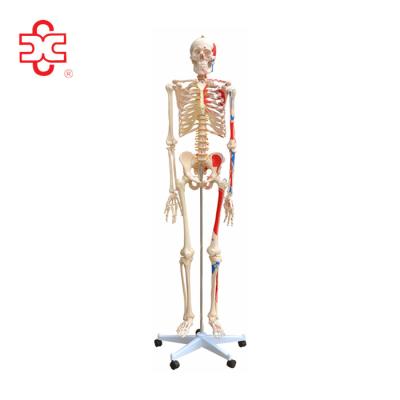 China Human anatomical skeleton 180cm in medical plastic with color muscle for sale