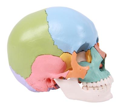 China Colorful Plastic Human Model With 22pcs Life Size Skull for sale