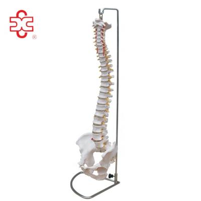 China Felxible XC-105 Human Spine Model for sale