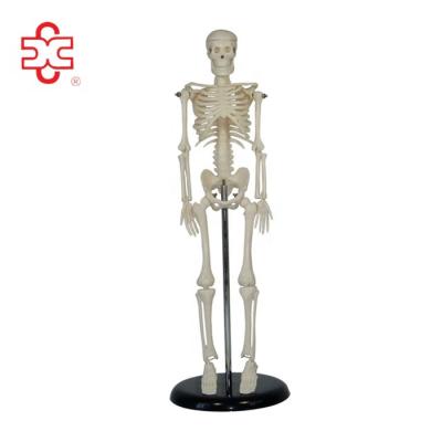 China Small Toy For Medical Subject And Teaching Skeletal Medical Science for sale