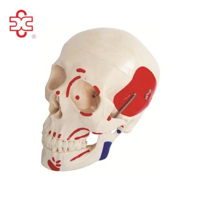 China Life Size PVC Replica Skull With Painted Muscles for sale