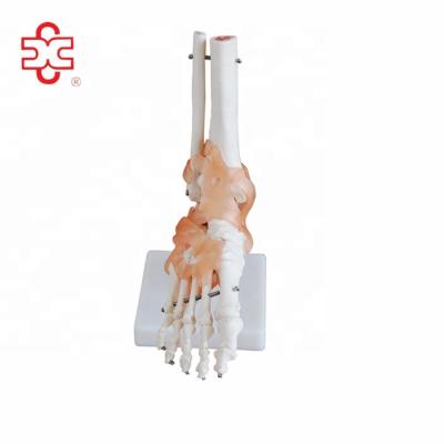 China PVC foot anatomy model with ligaments for sale