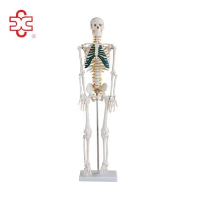 China Teacher 85cm plastic human body skeletal model with spinal nerves for sale