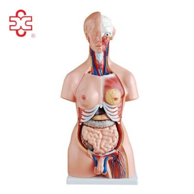 China Torso 85CM unisex medical 23 parts of torso for sale