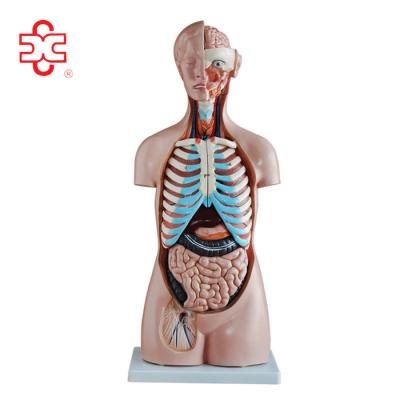 China Teaching medical human antomy for sale asexual torso model for sale