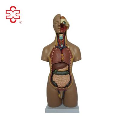 China Teachng 55CM Unisex Torso 20 Parts Human Body Model for sale