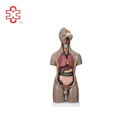 China 20 Medical Parts 55CM Human Anatomy Model Mannequin Unisex Torso for sale