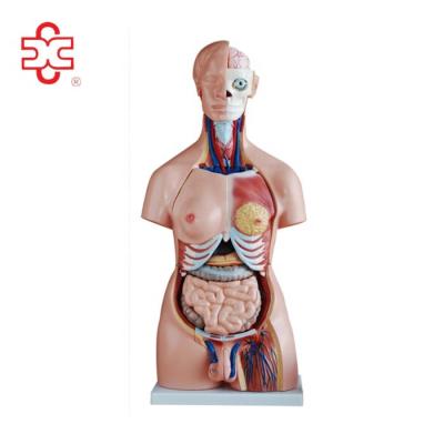 China 40parts MEDICAL, 85cm gender torso model for sale