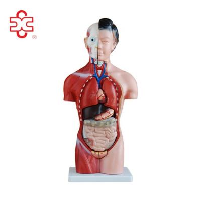 China Medical School 15 Parts 42CM Female Human Torso Anatomical Model for sale