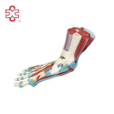 China FOOT MUSCLE MODEL LIFE SIZE PVC for sale