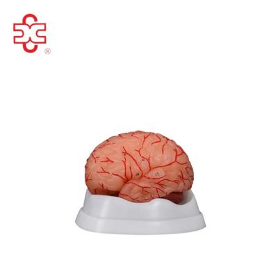 China PVC brain with artery anatomical model 8 parts for sale