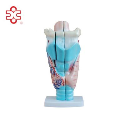 China PVC larynx model for sale