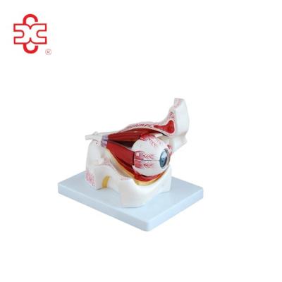 China PVC model of human eye with orbit for sale