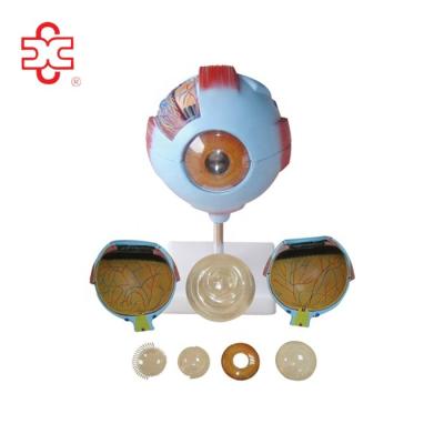 China PVC Human Eye Anatomy Model for sale