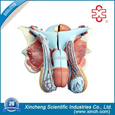 China Teaching Medical Plastic Male Genital Organ Model for sale