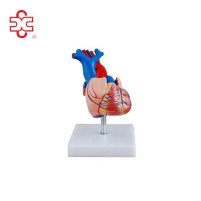 China Medical Anatomical Human Teaching Heart Plastic Medical Model for sale