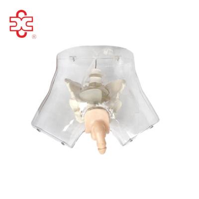 China TRANSPARENT PVC CATHETERIZATION MALE URETHRAL SIMULATOR for sale