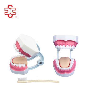 China PVC dental models (32 teeth) for sale