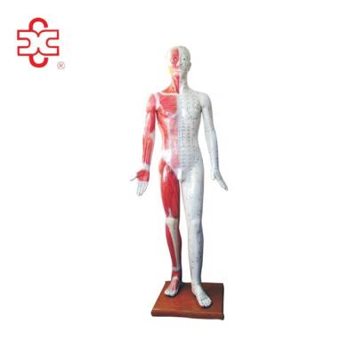 China Fiberglass 178cm Acupuncture Human Body Model for sale