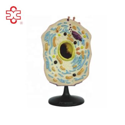 China Animal cell school model for sale