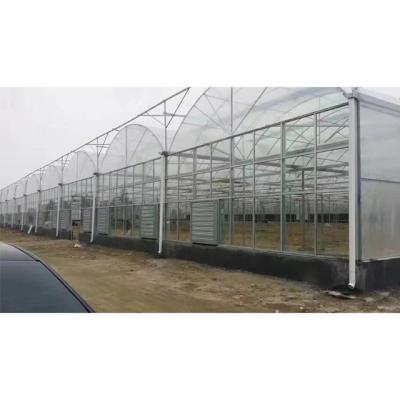 China Hydroponic Film Tomato Plastic Sheet Greenhouse Tomato Greenhouse For Sale for sale