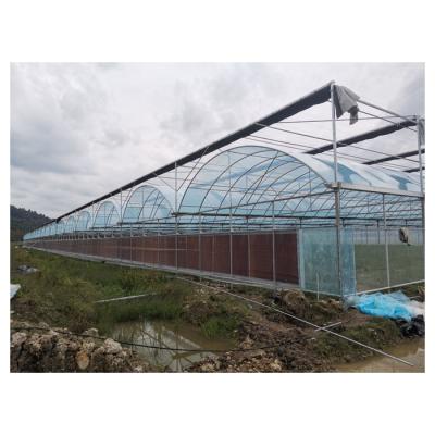 China Green Film Circle House Agricultural Greenhouse for sale