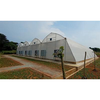 China Film Polytunnel Commercial Multi Span Greenhouse for sale