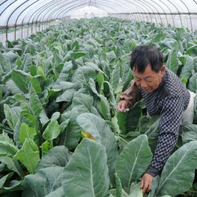 China Will Sent With Single-span Agriculture Greenhouse Tunnel Greenhouse Greenhouse For Sale for sale