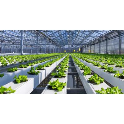 China Will Sent With Commercial Greenhouse Greenhouse With Hydroponic System Shelves for sale