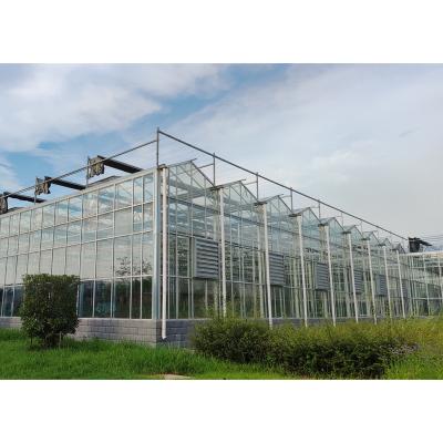 China High Efficient Film Venlo Tempered Indoor Glass Greenhouse for sale