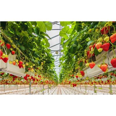 China Poly Film Greenhouse Tunnel Multi-Span Hydroponics System Greenhouse for sale