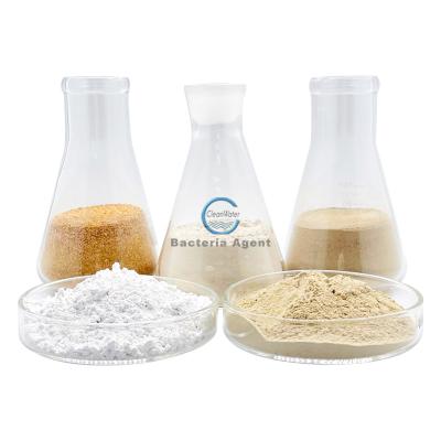 China ETP Chemicals Microbes For Sewage Treatment Powder Bacteria Agent for sale