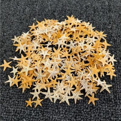 China 1000pcs Real Natural Nail Art Sea Star Fish Studs Accessories Mini Small Sea Starr Shell Star Feathers Nail Sea Sequin 3D Decorations for sale