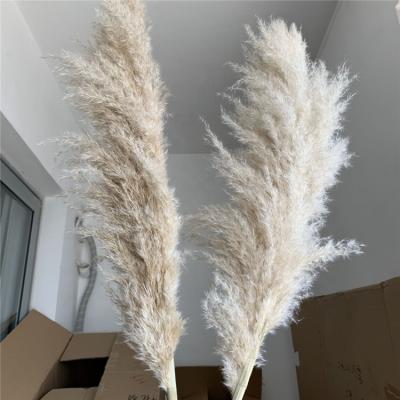 China Hot Shopping Festival September Flower V-3245 Natural Dried White Dried Pampas Grass For Wedding And Home for sale