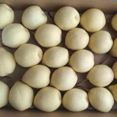 China 2021 new fresh fresh pear /Golden pear Su de fresj pear fresh pear cultivation from china for sale