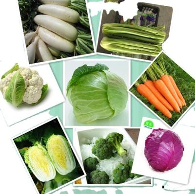 China GAP Manufacturing Fresh Fresh Chinese Vegetables CELERY RADISH WHITE CABBAGE for sale