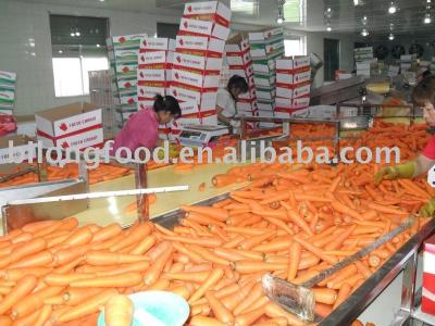 China Fresh carrot for sale