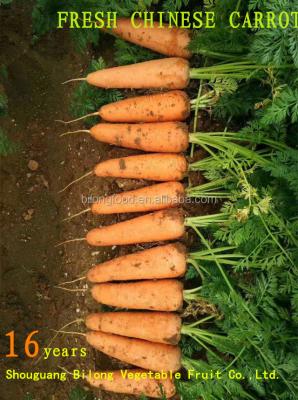 China Chinese fresh red carrot of the 2017 fresh new season (Xiamen, China) all year round for sale