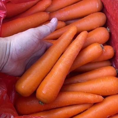 China Fresh carrot S M L 2L 3L fresh porcelain size for sale