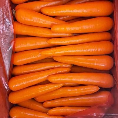 China Fresh carrot S M L 2L 3L fresh porcelain size for sale