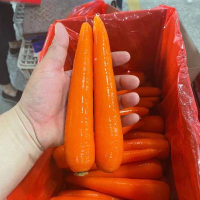 China Fresh fresh carrot S M L 2L 3L size for sale