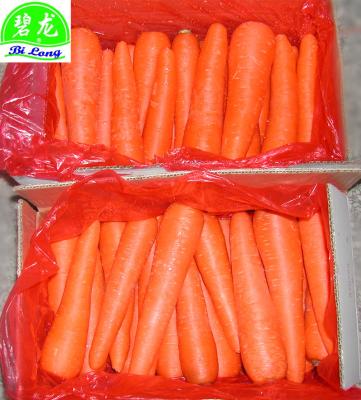 China CHINA 2022 fresh carrot manufacture fresh with GAP supply to Korea Japan UAE Oman Canada Singapore Kuwait for sale