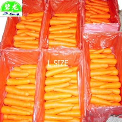 China 2022 fresh china carrot fresh manufacture with new high quality GAP culture for export for sale