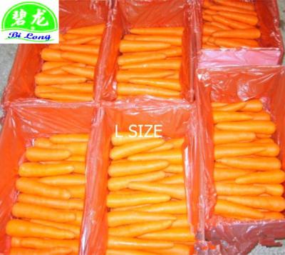 China China Fresh New Culture Fresh Red Carrot for sale