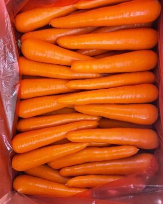 China Fresh Chinese fresh carrot S M L new 2L 3L Shandong culture Qingdao port for sale