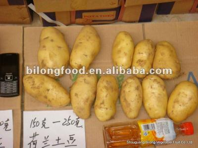 China Fresh yellow potato (Chinese) big sale fresh whole quantity for sale